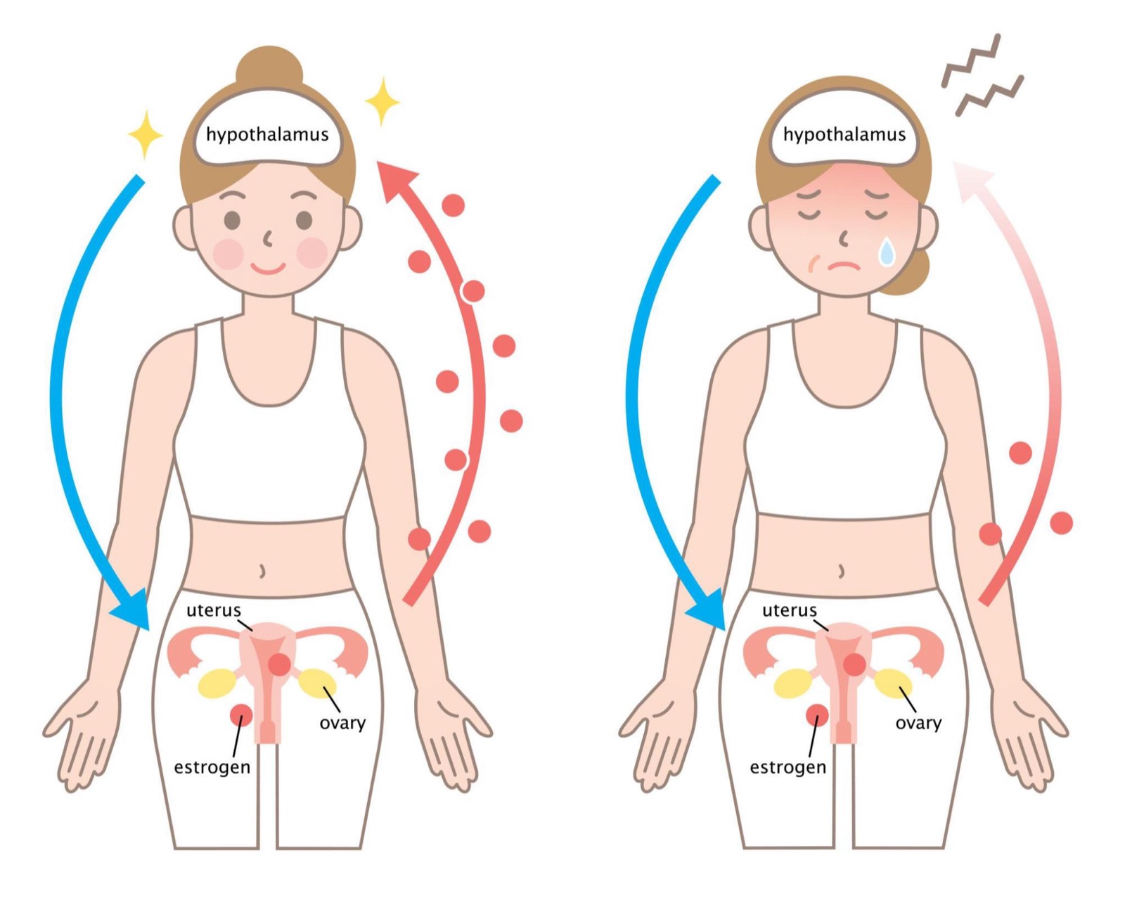 Menopause transition
